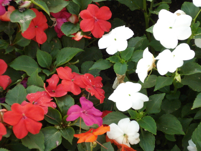 Impatiens (2009, July 02); Austria.
