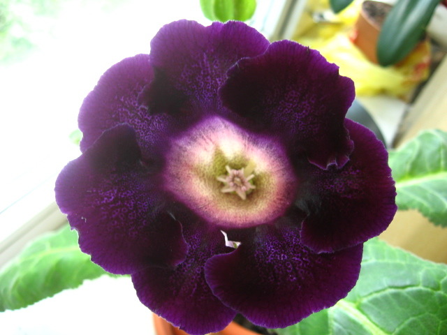 20 mai 2010 - Gloxinia