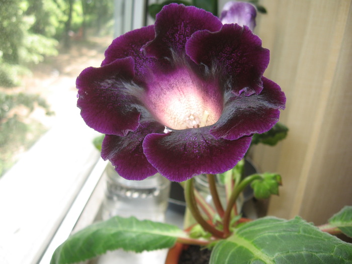 20 mai 2010 - Gloxinia