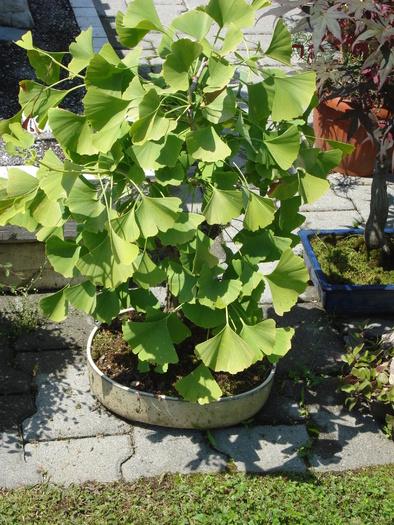 Gingko biloba (2009, July 03)