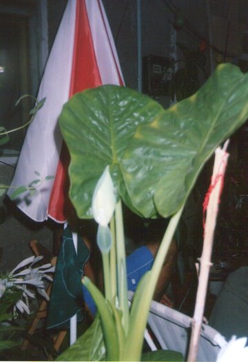 colocasia002