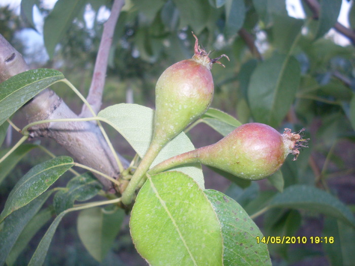 Picture 052 - pomi fructiferi