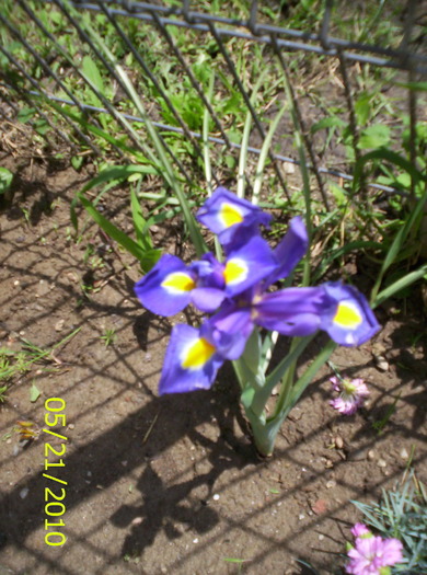 100_2734 - IRIS