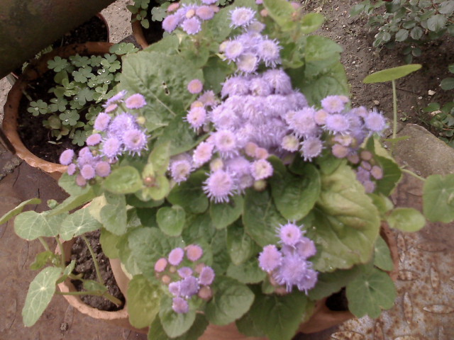 AGERATUM - GRADINA 2010