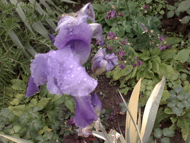 IRIS VARIEGAT