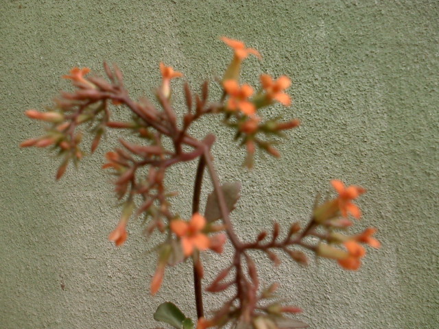 KALANCHOE - FLORI 2010