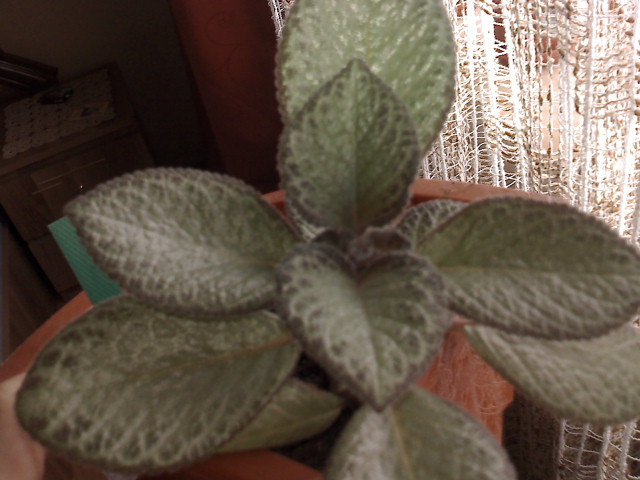 EPISCIA - FLORI 2010