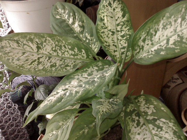 DIEFFENBACHIA - FLORI 2010