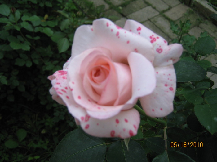 trandafir - Trandafiri
