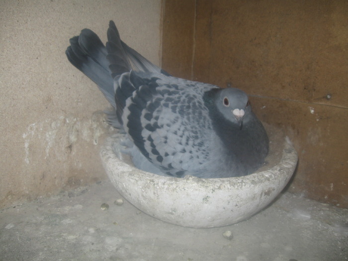 IMG_4376 - Pui 2010
