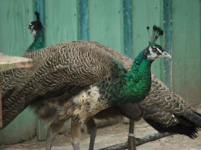 familie de spalding pui de 1 an