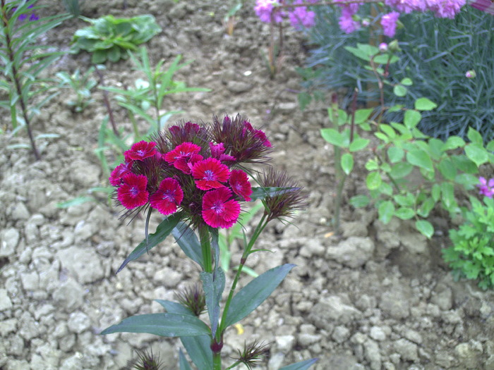 PICT0029