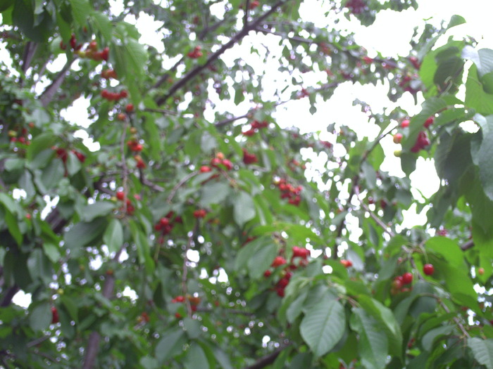 PICT0043