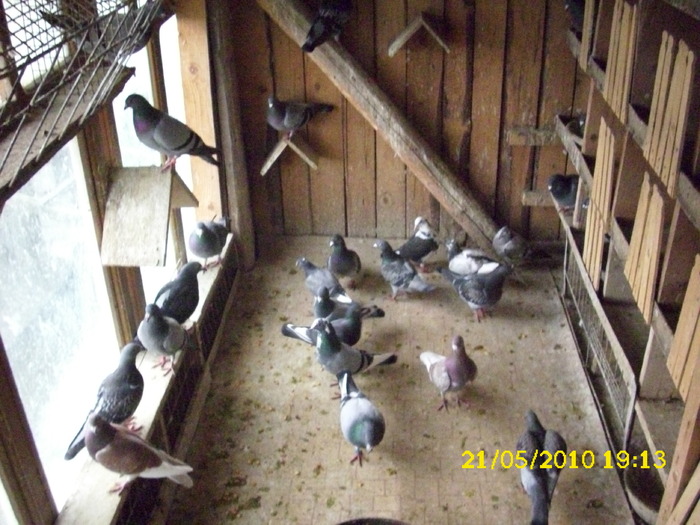 casa porumbeilor