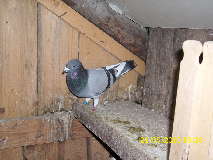 didica