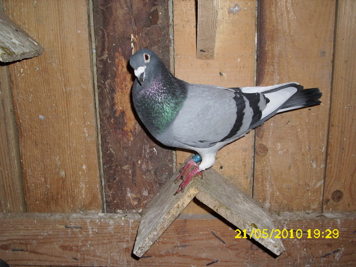 didica