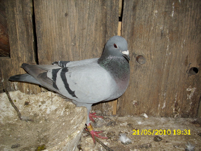 florina