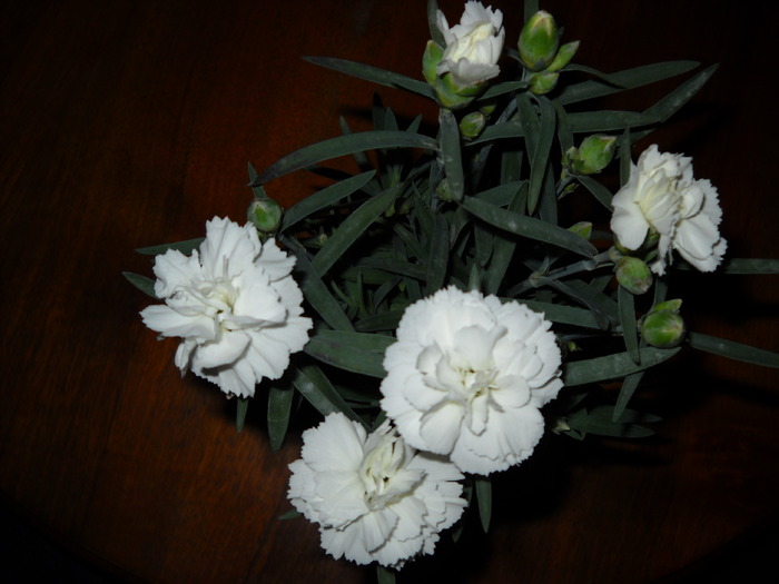Dianthus (Garofite) - Flori frumoase - flori 2010