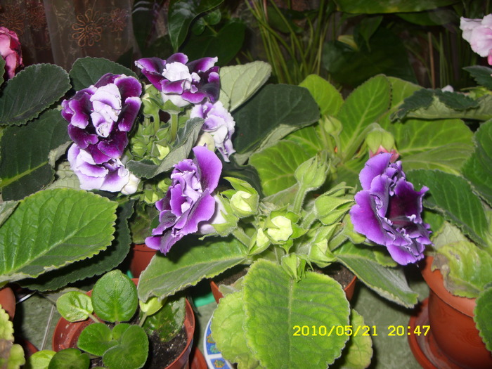 SDC12875 - GLOXINII 2010