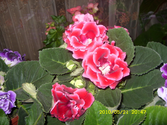 SDC12876 - GLOXINII 2010