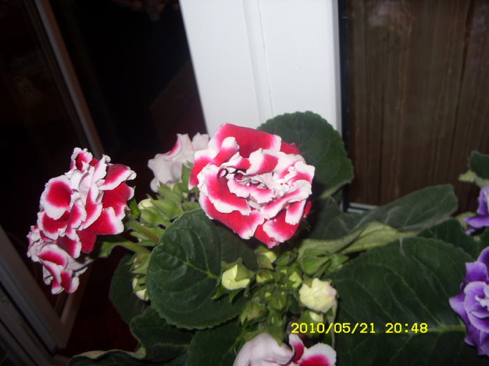 SDC12878 - GLOXINII 2010