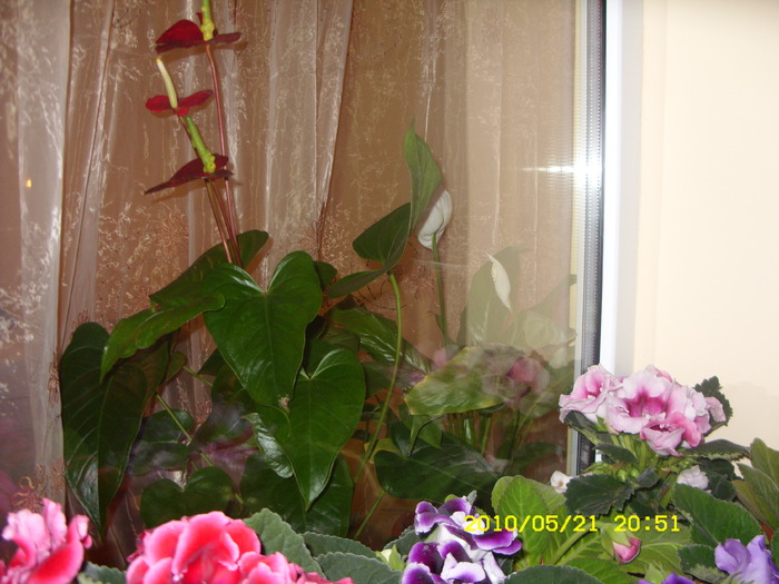 SDC12895 - GLOXINII 2010