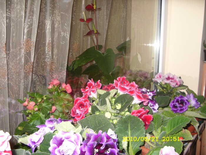 SDC12896 - GLOXINII 2010