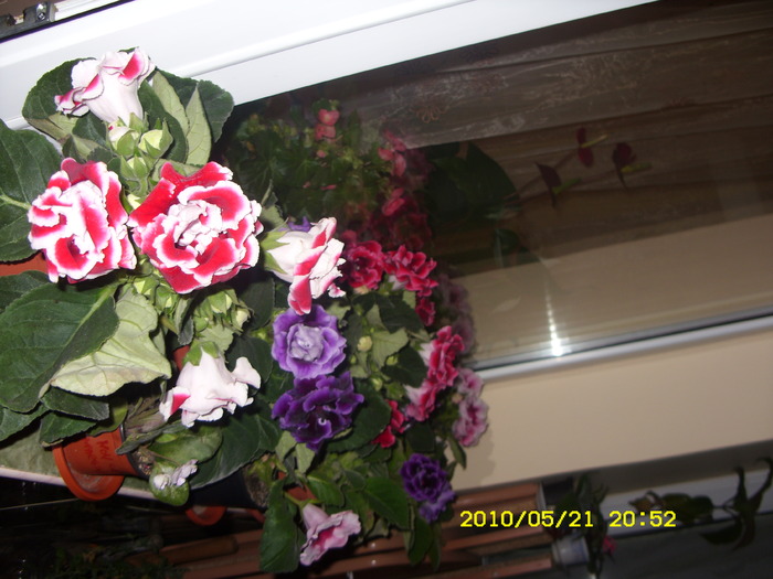 SDC12897 - GLOXINII 2010