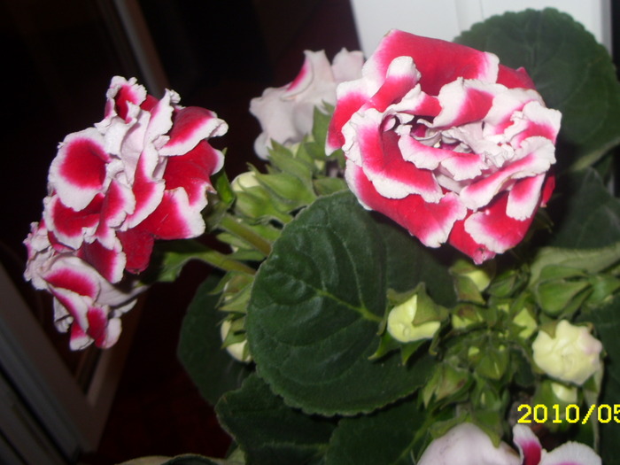 SDC12902 - GLOXINII 2010