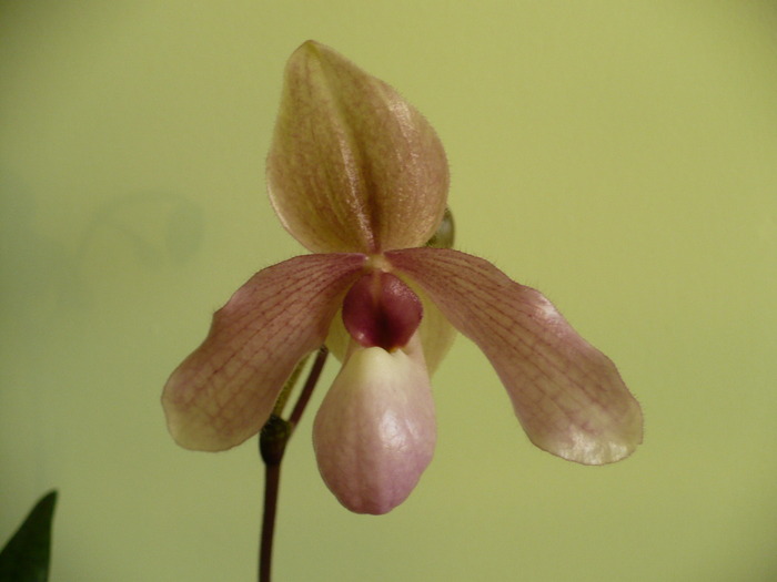 P1260442 - Orhidee 2010