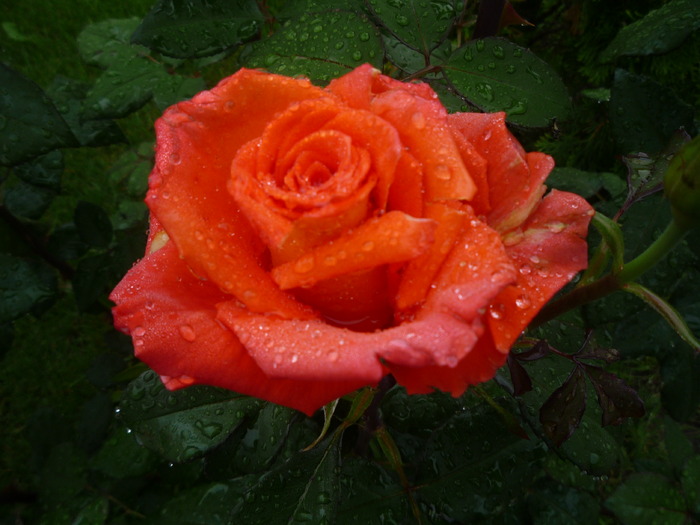 P1030559 - trandafirii in 2010
