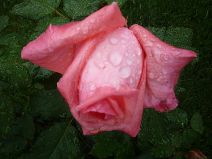 P1030562 - trandafirii in 2010