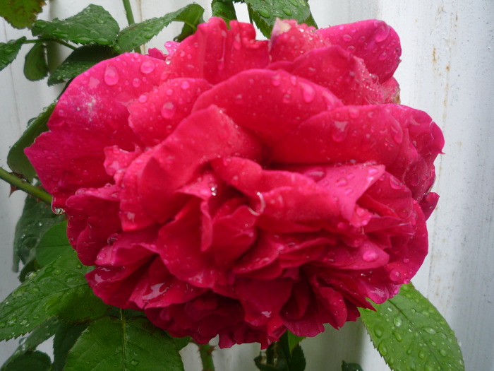 P1030564 - trandafirii in 2010