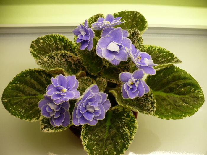 22 mai - Sansoucy Coco