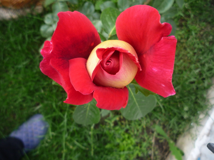 P1030573 - trandafirii in 2010