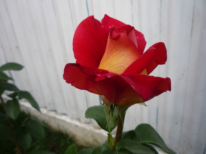 P1030574 - trandafirii in 2010