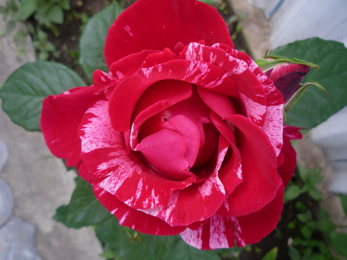 P1030575 - trandafirii in 2010
