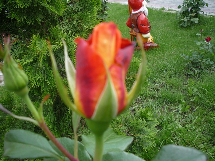 P1030577 - trandafirii in 2010