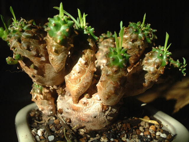 Euphorbia bupleurifolia X susannae