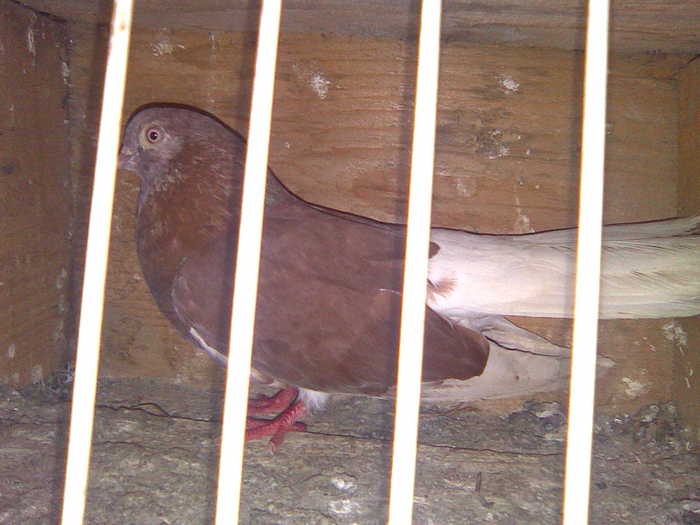 Mascul - Ciung de Bucuresti - Codalbi