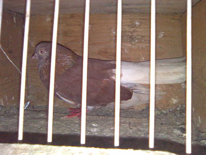 Ciung de Bucuresti - Codalbi