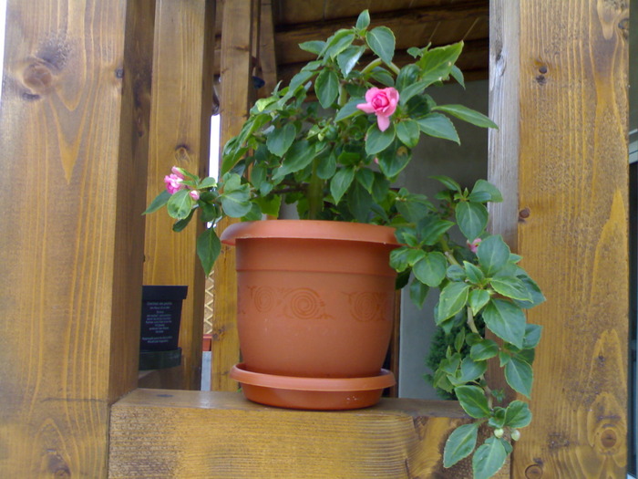 Impatiens roz