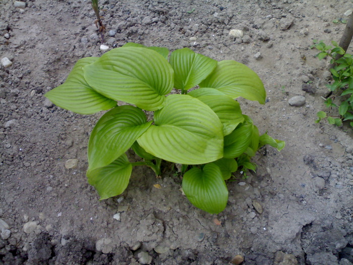 Hosta - Plantute dragute