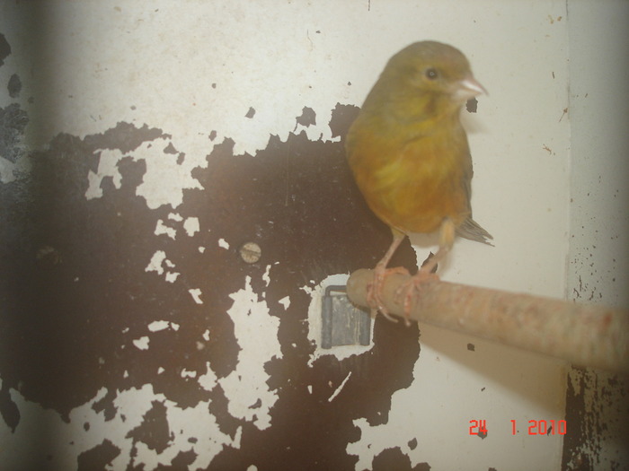 DSC07255 - C-canari rosii si baltati