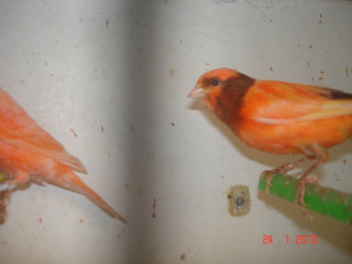 DSC07250 - C-canari rosii si baltati