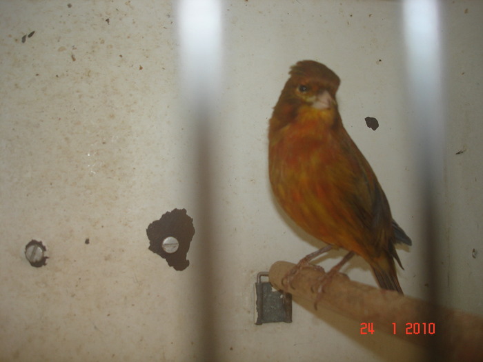 DSC07251 - C-canari rosii si baltati