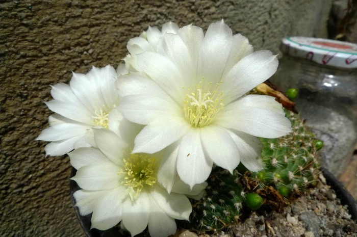 Rebutia kariusiana flori albe - Rebutia