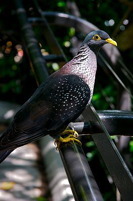 264px-African_Olive_Pigeon - K Rase de Porumbei Salbatici