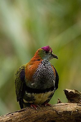 265px-Superb_Fruit-dove_(Ptilinopus_superbus) - K Rase de Porumbei Salbatici