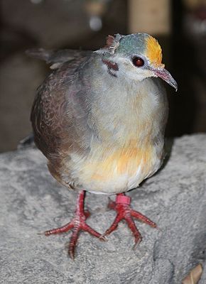 290px-Yellow-breasted_Ground-dove_02 - K Rase de Porumbei Salbatici